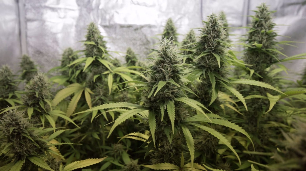 eine Gruppe von Marihuana-Pflanzen in einem Gewächshaus.