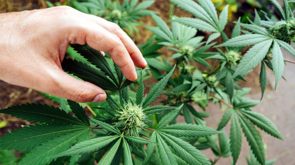 eine Person, die eine Marihuana-Pflanze in der Hand hält.