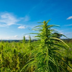 eine grüne Pflanze in einem Feld mit einem blauen Himmel im Hintergrund.