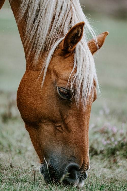 eine nahaufnahme eines pferdes, das auf gras weidet.